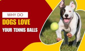 why do dogs love tennis balls